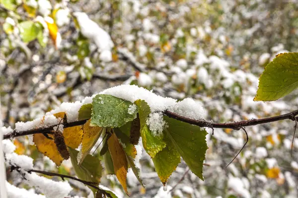 Śnieg na zielonych liściach — Zdjęcie stockowe