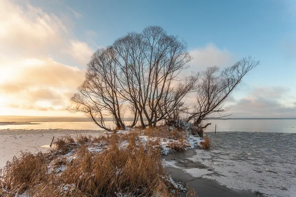 Stromy na mys — Stock fotografie