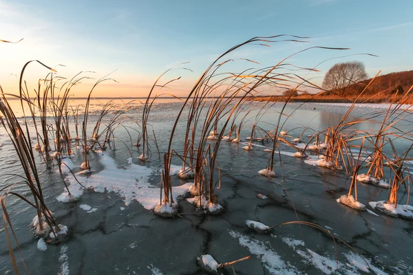 The frozen cane — Stock Photo, Image