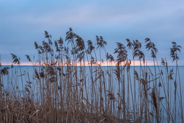 Cane at sunset — Stock Photo, Image