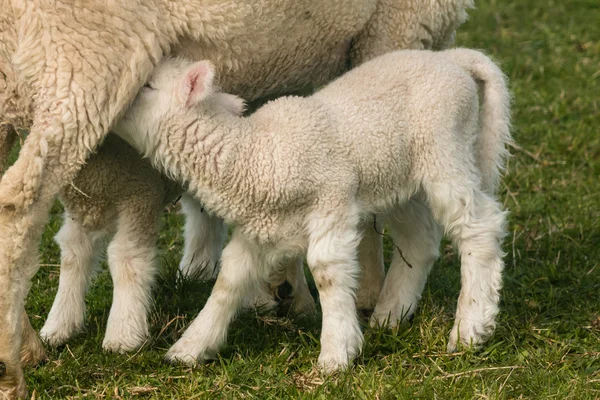 Agneau nouveau-né se nourrissant de lait — Photo