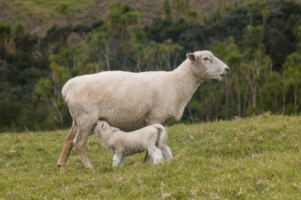 Ewe feeding lamb — Stock Photo, Image