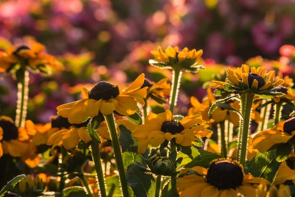 Hinterleuchtete Rudbeckia-Blüten — Stockfoto