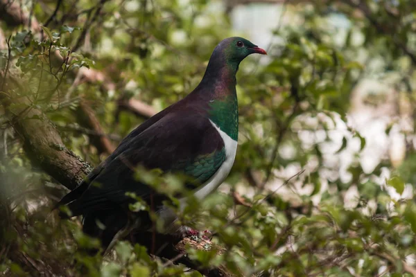 New Zealand pigeon — Stock Photo, Image