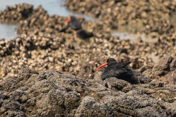 Oysterchatchers покоится на пляже — стоковое фото