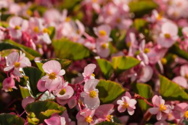 balmumu begonias çiçek