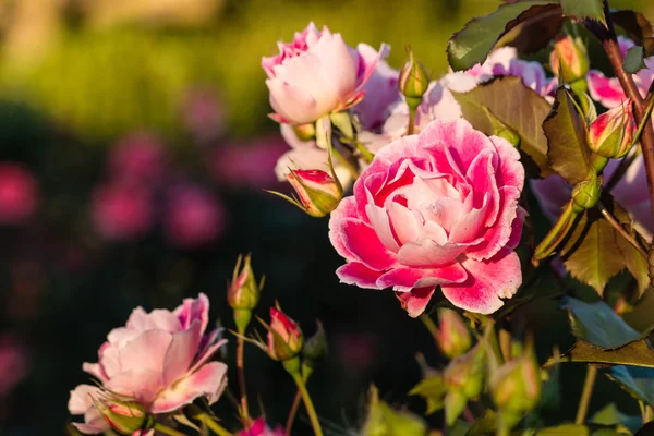 Розовые розы в цвету — стоковое фото
