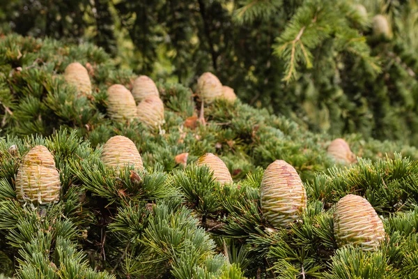 Cones de abeto e agulhas — Fotografia de Stock