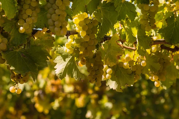 Uvas maduras Sauvignon blanc — Fotografia de Stock