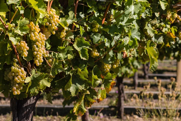Vyzrálé hrozny, rostoucí v vinice — Stock fotografie
