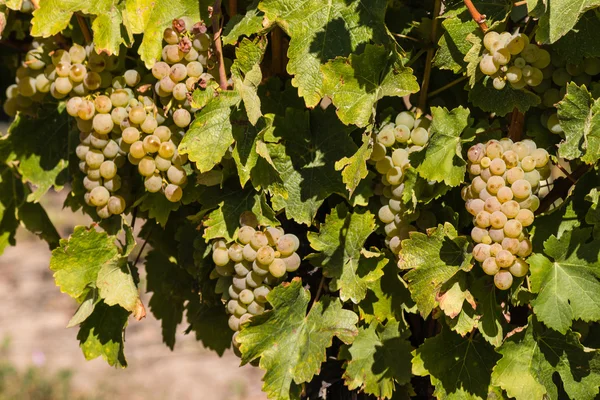 Uvas maduras em vinha — Fotografia de Stock