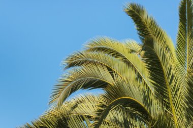 palmiye ağacı yaprakları closeup