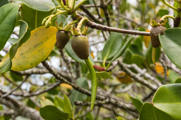 Close-up de mudas de manguezal — Fotografia de Stock