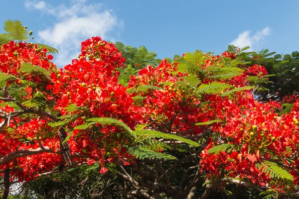 Acacia flores rojas — Foto de Stock