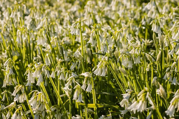 wide garlic flowers on meadow
