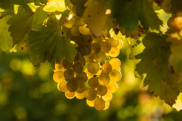 Uvas blancas maduras —  Fotos de Stock