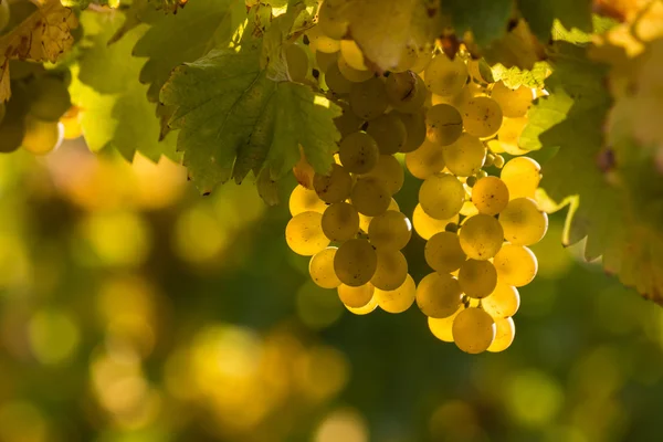 Bílých hroznů na víno — Stock fotografie