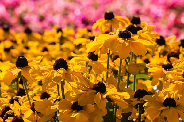 Vereinzelte gelbe Rudbeckia-Blüten — Stockfoto