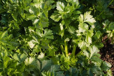 tatlı yaprak kereviz