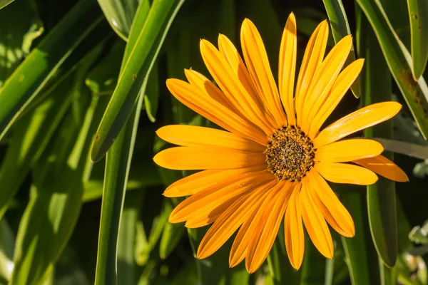 Margarita amarilla cabeza de flor — Foto de Stock