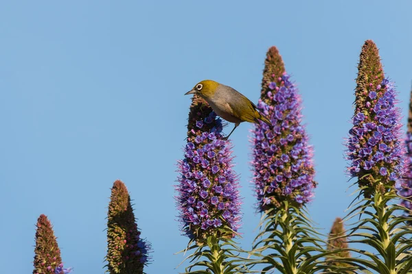 Çiçeklerden nektar üzerinde besleme kuş — Stok fotoğraf