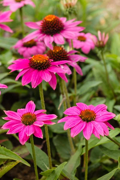 Lila Echinacea-Blüten — Stockfoto