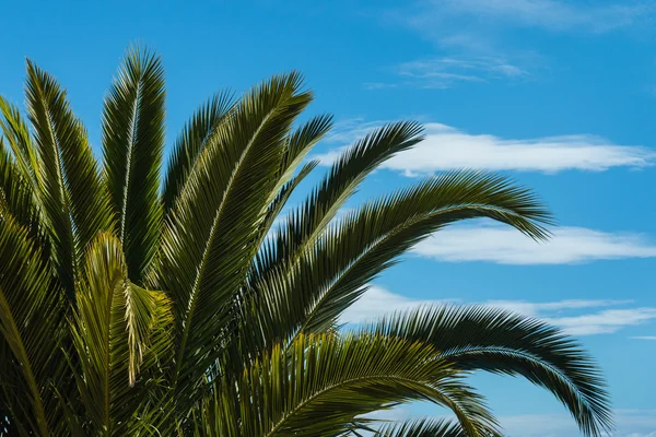 Feuilles de palmier contre le ciel — Photo