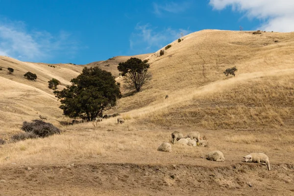 メリノ羊の乾燥の丘の上に休憩 — ストック写真