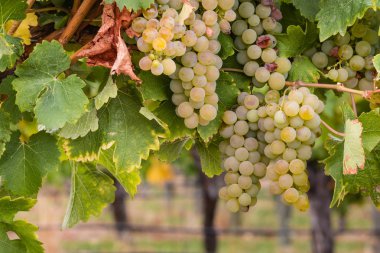 Beyaz riesling üzüm asma üzerinde 