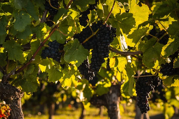 Спелый виноград Пино Нуар — стоковое фото