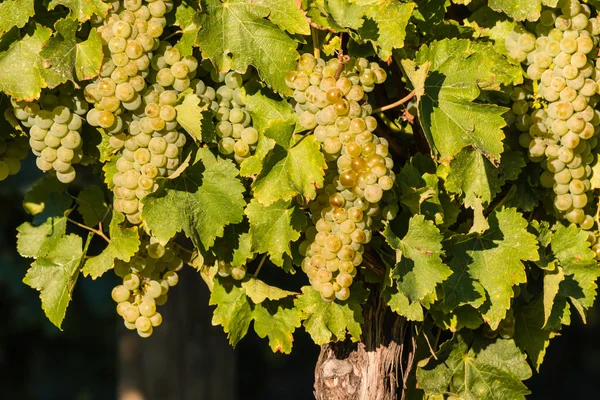 Uvas riesling maduras em videira — Fotografia de Stock