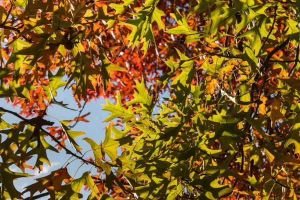 秋天的观赏性橡树叶子 — 图库照片