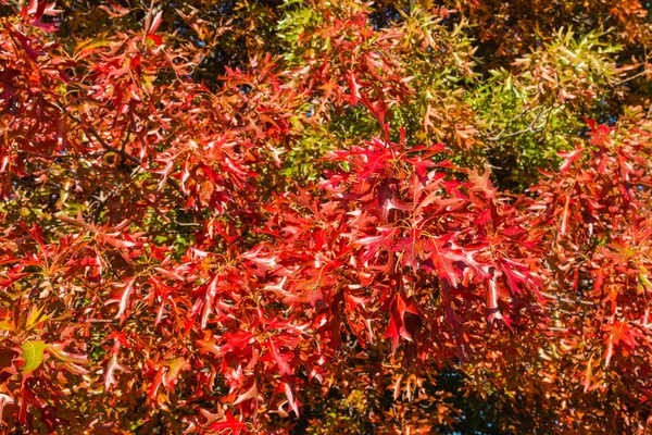 Hojas coloridas de roble en otoño —  Fotos de Stock