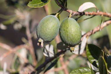 Feijoa meyve ağacı üzerinde