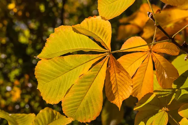 Hojas de castaño de Indias en otoño —  Fotos de Stock