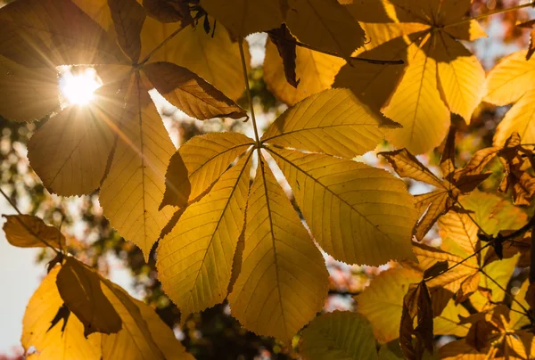 Hojas de castaño de Indias en otoño —  Fotos de Stock