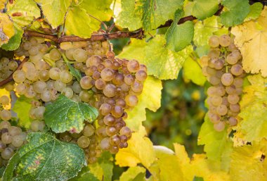 ripe riesling grapes on vine  clipart