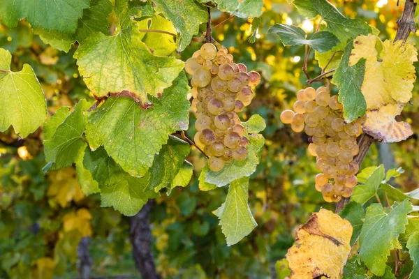 Uvas maduras Sauvignon Blanc em videira — Fotografia de Stock