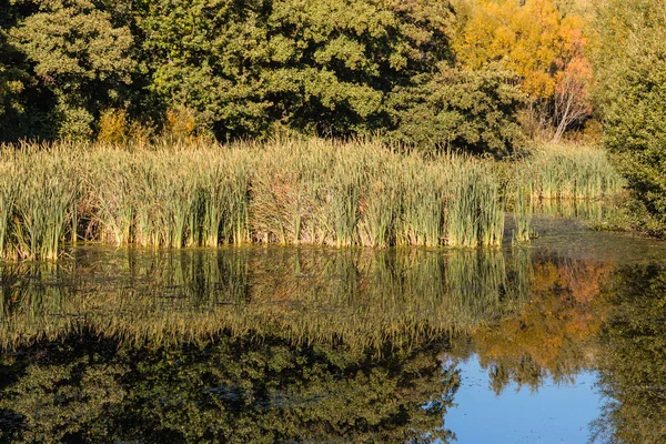 Stroiki i drzew, zastanawiając się nad jeziorem powierzchni — Zdjęcie stockowe