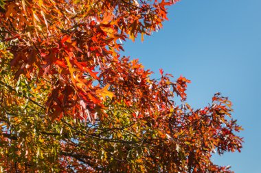 renkli meşe ağacının yaprakları