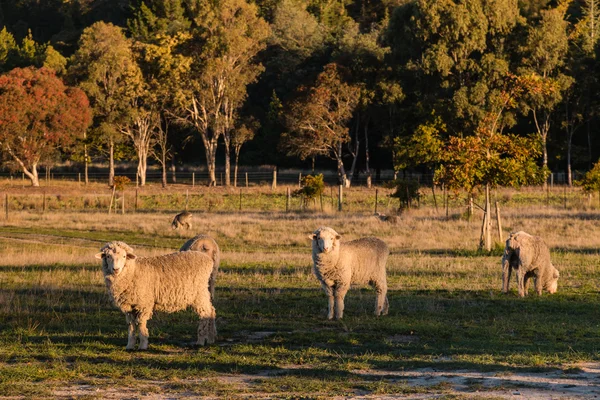 Περίεργος μερινός πρόβατα στο περιφραγμένο λιβάδι — Φωτογραφία Αρχείου