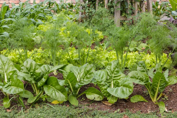 Vegetais folhosos no jardim orgânico — Fotografia de Stock