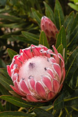 pembe protea çiçek ve bud