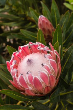 pink protea flower and bud clipart
