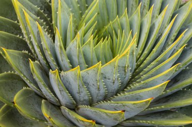 Sarmal aloe bırakır