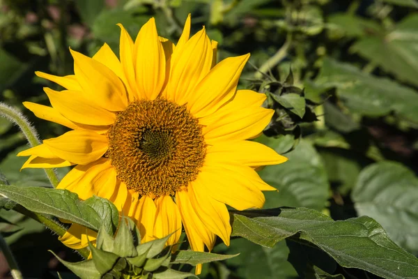 Girasol aislado en flor — Foto de Stock