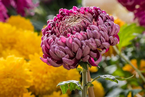 closeup of purple chrysanthemum flower head