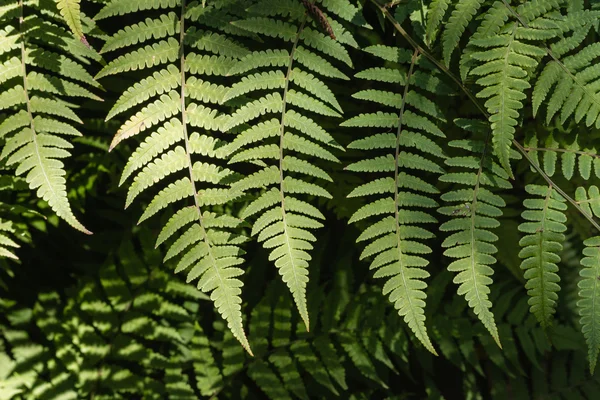 Silver fern hagy háttér — Stock Fotó