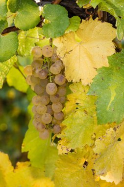 Beyaz riesling üzüm asma üzerinde
