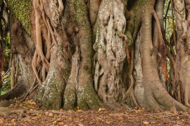 Ficus ağaç gövde ve hava kökleri